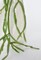 23&#x22; Faux Hanging Pencil Cactus Succulent Bush